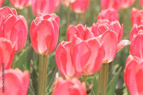 pink tulips in the garden