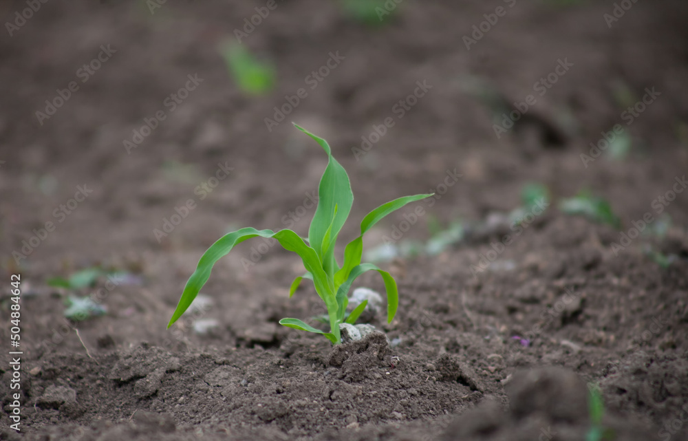 Stem of young corn in the soil Stem of young corn in the soil