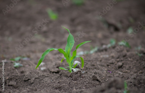 Stem of young corn in the soil