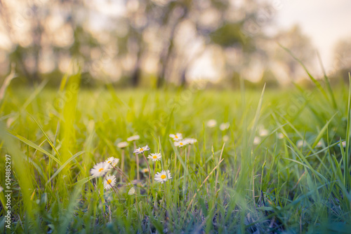 Abstract soft focus daisy meadow landscape. Beautiful grass meadow fresh green blurred foliage. Tranquil spring summer nature closeup and blurred forest field background. Idyllic nature, happy flowers