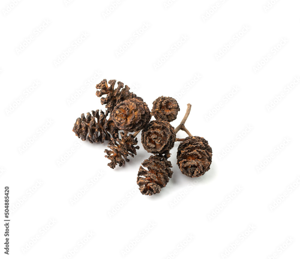 Alder Cones Isolated Alder Cones Isolated