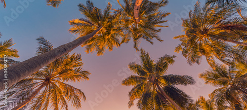 Fototapeta Naklejka Na Ścianę i Meble -  Tranquil nature pattern, palm trees with sunset sky. Romantic, relaxing natural scenic, tropical paradise. Island beach, artistic view. Beautiful leaves, coconut trees. Summer vacation panorama