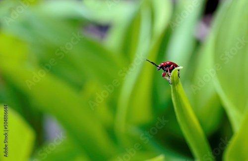 Bright red leaf beetle, Lilioceris merdigera