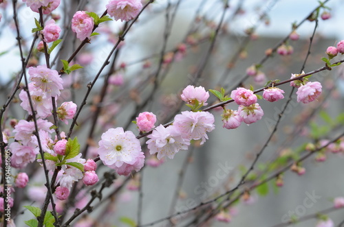 Pistachio tree, blossoming trees, pink flowers, spring, beauty, nature, nature without finishing, wallpaper nature, for the site about nature, ecology, seedlings, nursery