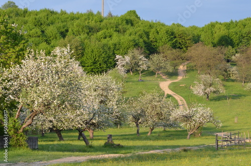Garden, cherry orchard, flowering trees, spring, beauty, nature, nature without finishing, wallpaper nature, for nature site, ecology, clean air, Ukraine, Transylvania, Carpathians
