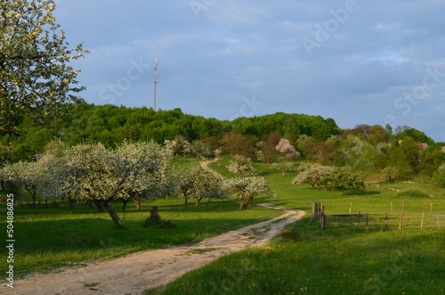  Garden, cherry orchard, flowering trees, spring, beauty, nature, nature without finishing, wallpaper nature, for nature site,ecology, clean air, Ukraine, Transylvania, Carpathians
