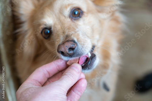 A man feeds a chewable tablet to fleas and ticks to his pet. A veterinary drug for oral use. Hand placed in the open mouth of a female mixed breed. Close-up. Selective focus.