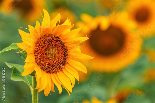 Beautiful sunflower head blooming in field photo