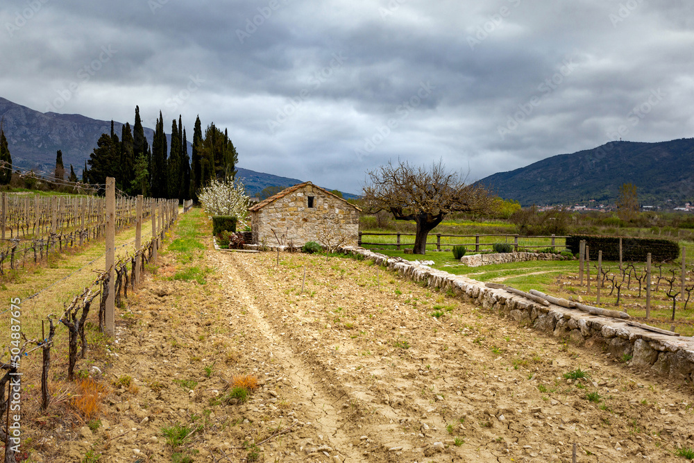 Fototapeta premium Old stone farm barn in spring vineyard. Europe.