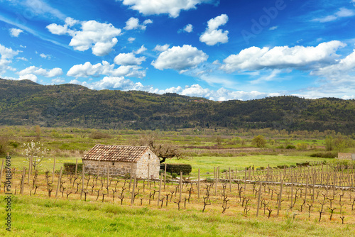 Old stone farm barn in spring vineyard.