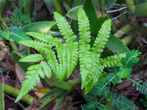 leaf