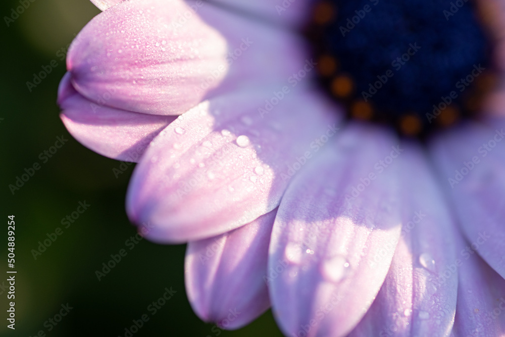 朝露に濡れた花 朝露に濡れた花