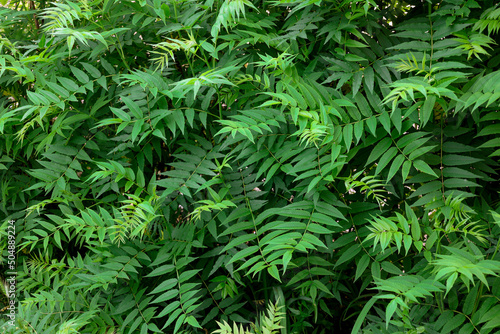 green foliage of sorbaria sorbifolia also known as falsa spirea