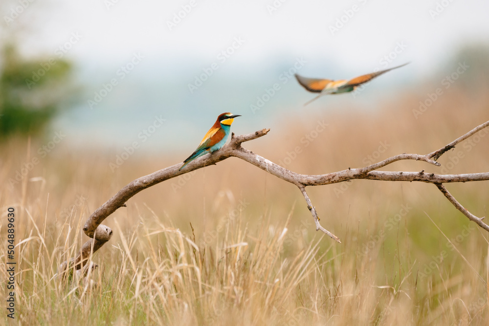 Fototapeta premium European bee-eater merops apiaster colorful beautiful bird