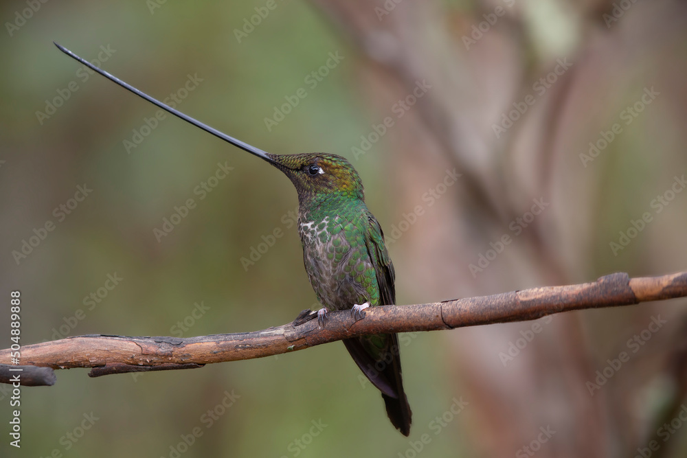 Sword-billed Hummingbird on a branch in Ecuador. The Sword-billed hummingbird is the only hummingbird whose beak is longer than its body Sword-billed Hummingbird on a branch in Ecuador. The Sword-billed hummingbird is the only hummingbird whose beak is longer than its body