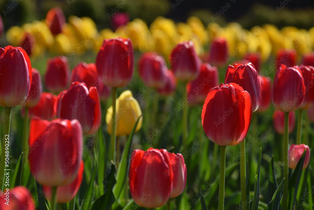 field of tulips under the sunshine / 逆光,透かしで撮るチューリップ畑 field of tulips under the sunshine / 逆光,透かしで撮るチューリップ畑