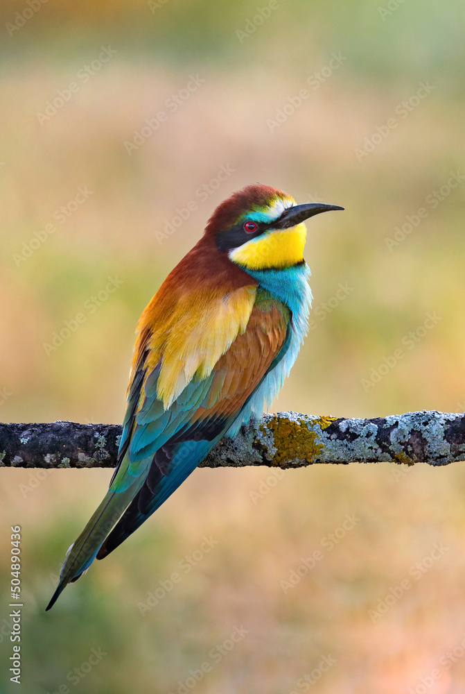 Fototapeta premium European bee-eater (Merops apiaster), wildlife colorful bee eater bird in natural habitat