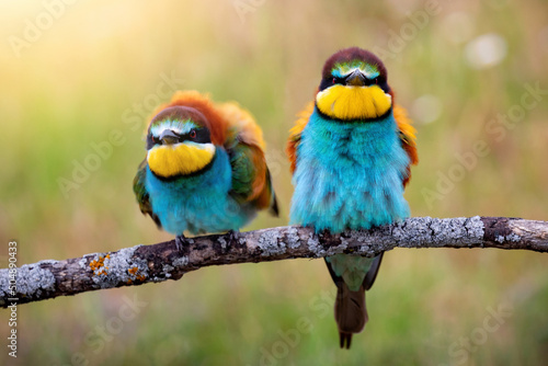 European bee-eater (Merops apiaster), wildlife colorful bee eater bird in natural habitat