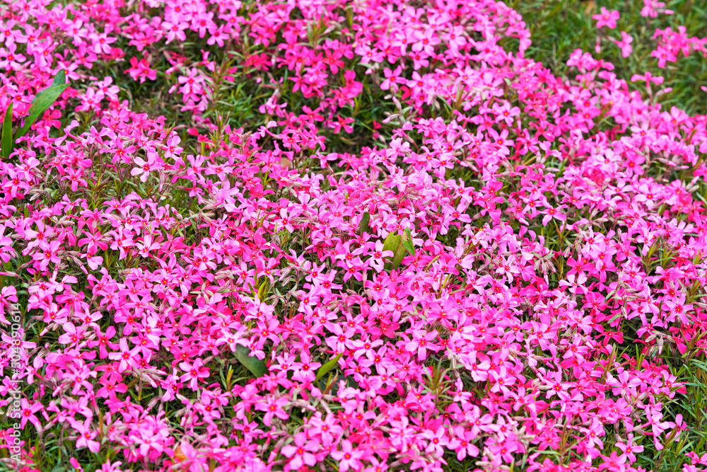 Upholstery phlox close-up. Flowering groundcover for the garden. Phlox subulata.
Upholstery phlox close-up. Flowering groundcover for the garden. Phlox subulata.