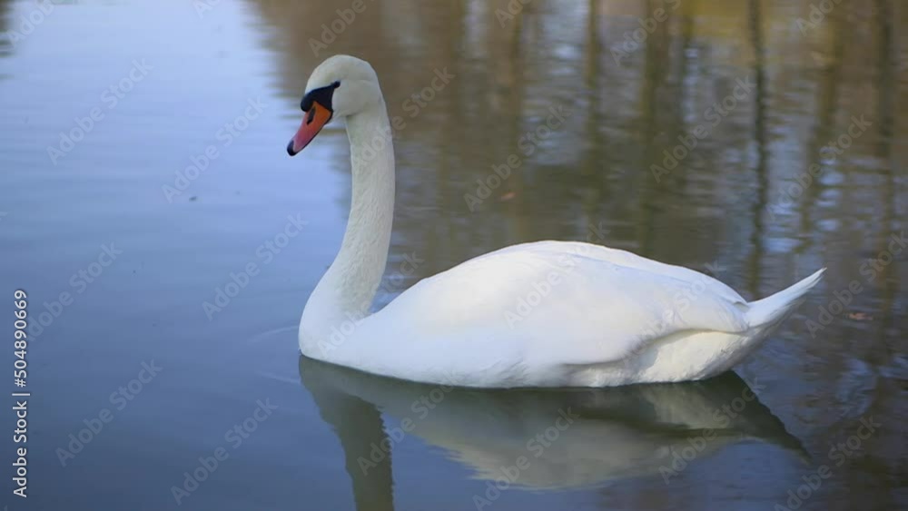 A single swan in the sea A single swan in the sea