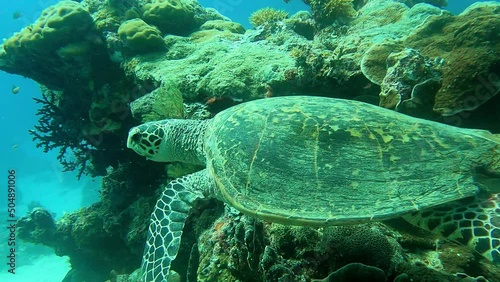 Seen with a broken shell moving around corals towards the left as a blue fish follows, Green Sea Turtle Chelonia mydas, Palau. photo