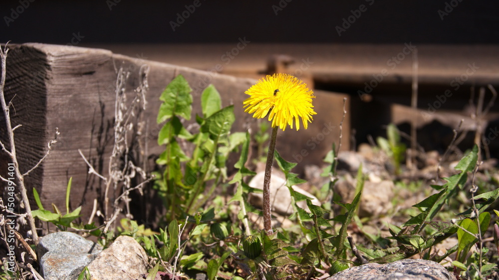 Obraz premium Yellow dandelion on the background of rails