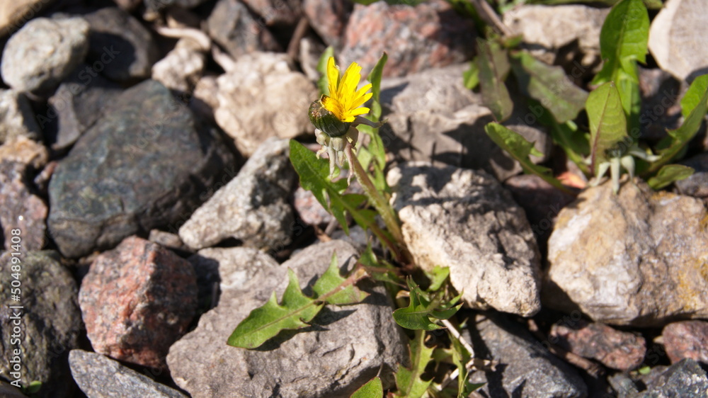 a half-bloomed dandelion among the stones a half-bloomed dandelion among the stones