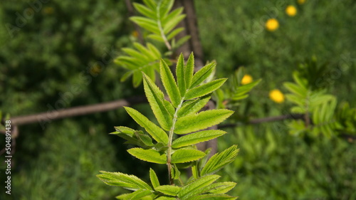 Young leaves of rowan on a sunny day