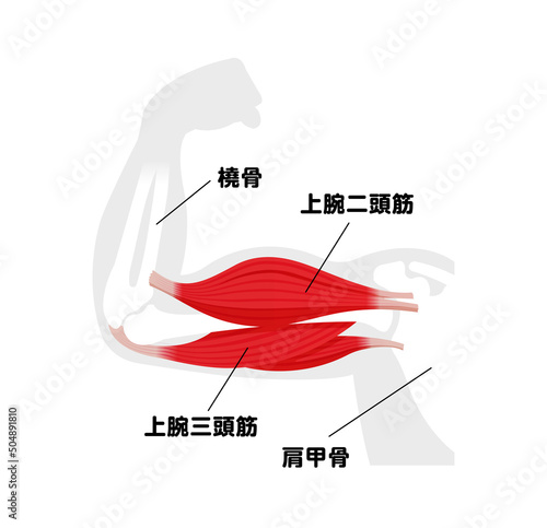 上腕の筋肉構造 (上腕二頭筋・上腕三頭筋) 図解ベクターイラスト