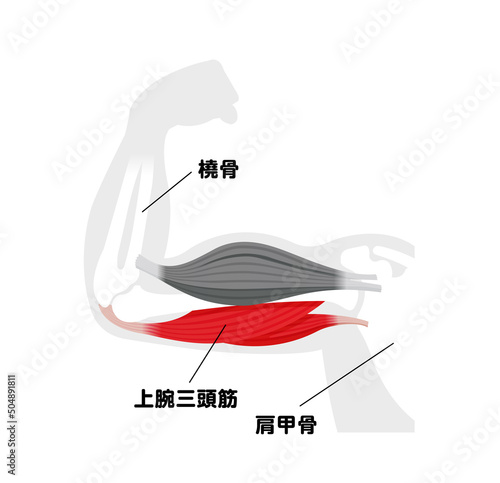 上腕の筋肉構造 (上腕三頭筋) 図解ベクターイラスト