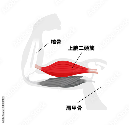 上腕の筋肉構造 (上腕二頭筋) 図解ベクターイラスト