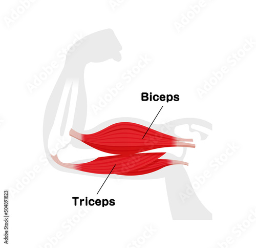 Arm muscle anatomical illustration ( biceps and triceps )