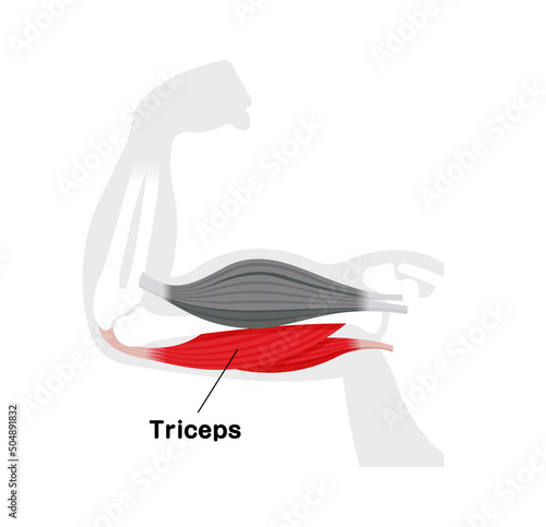 Arm muscle anatomical illustration ( triceps )