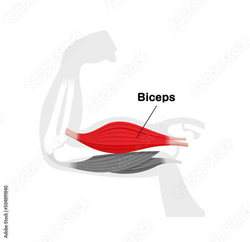 Arm muscle anatomical illustration ( biceps )