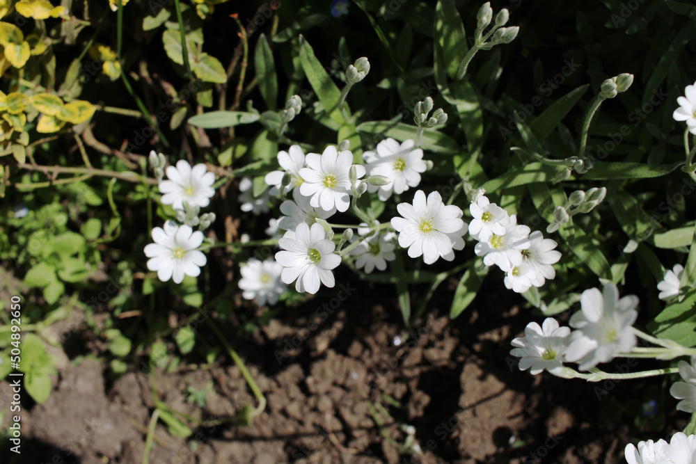 white beautiful flowers spring nature white beautiful flowers spring nature