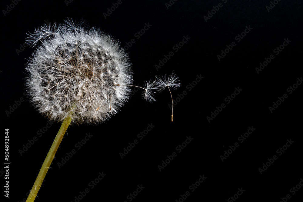 Löwenzahn Pusteblume mit fliegenden Samen vor schwarzem Hintergrund Löwenzahn Pusteblume mit fliegenden Samen vor schwarzem Hintergrund