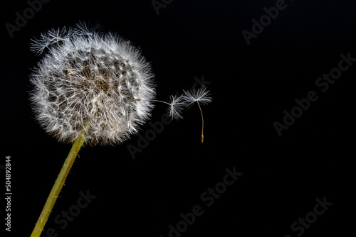L  wenzahn Pusteblume mit fliegenden Samen vor schwarzem Hintergrund