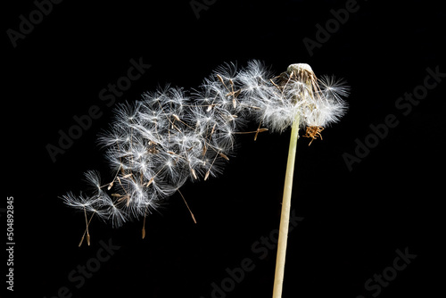 L  wenzahn Pusteblume mit fliegenden Samen vor schwarzem Hintergrund