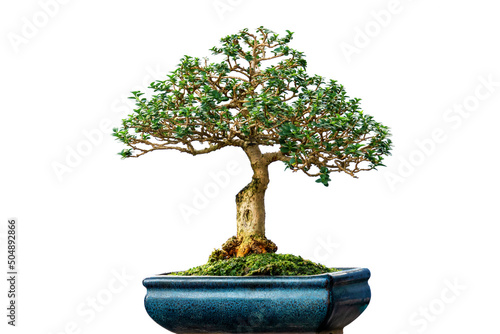Bonsai tree isolated on white background.