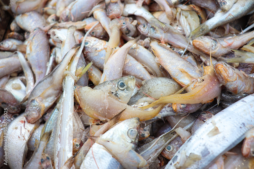sea fish stock on beach in bangladesh