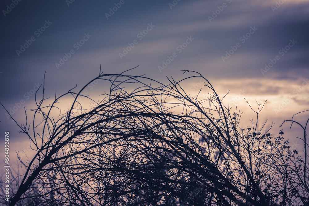 Obraz premium Branches and trees in the forest on a dark background.