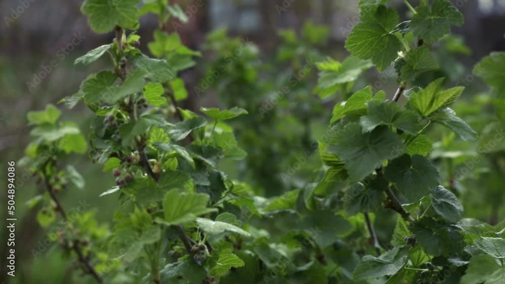 Unripe blackcurrant fruit. The blackcurrant (Ribes nigrum), also known as black currant or cassis, is a deciduous shrub in the grown for its edible berries Unripe blackcurrant fruit. The blackcurrant (Ribes nigrum), also known as black currant or cassis, is a deciduous shrub in the grown for its edible berries