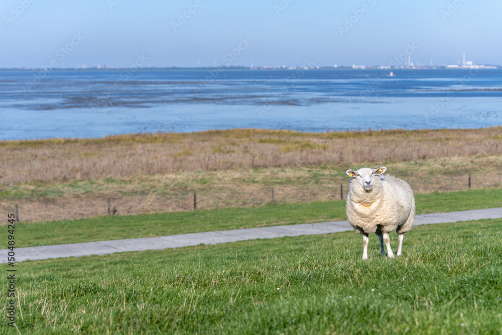 Schaf mit Blick auf das Wattenmeer an der Nordsee Schaf mit Blick auf das Wattenmeer an der Nordsee