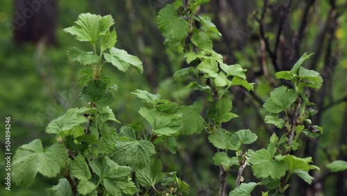 Unripe black currant fruit. The black currant (Ribes nigrum), also known as black currant or cassis, is a deciduous shrub in the grown for its edible berries	