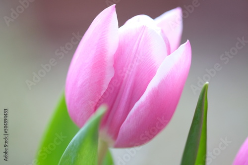 Pink color tulip closeup with dew drops  selective focus. Bouquet of pink tulips on a light background. Flower softly moving on the wind