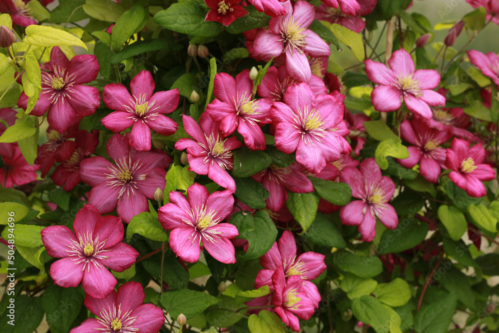 bright purple flowers of clematis wrapped around a fence in a country house, Clematis 'Ville de Lyon bright purple flowers of clematis wrapped around a fence in a country house, Clematis 'Ville de Lyon