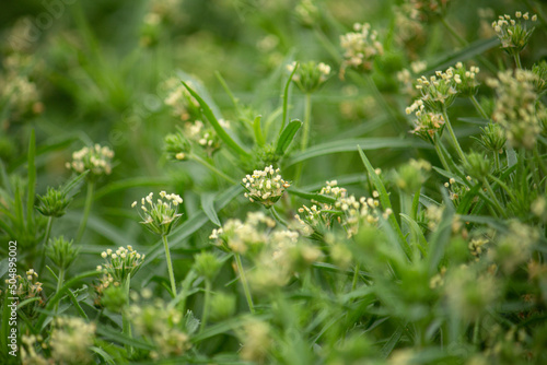 プランタゴサイリウム　学名：Plantago psyllium　別名：エダウチオオバコ、ダイエット食品、種皮が特定保健用食品（トクホ）として許可されている