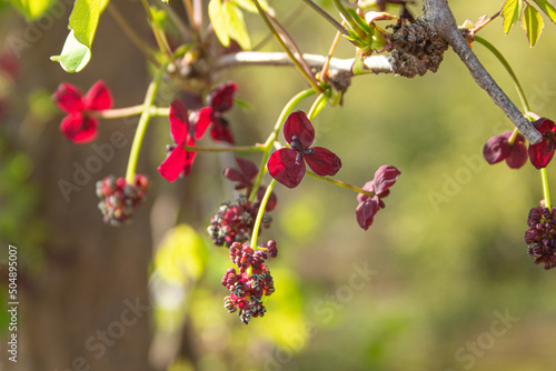 ミツバアケビの花が咲く　学名：Akebia trifoliata　実は食用、春に撮影、日本