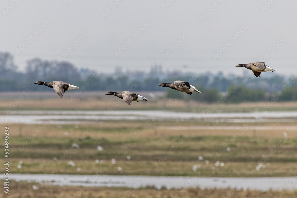 Fototapeta premium Brent goose (Branta bernicla)