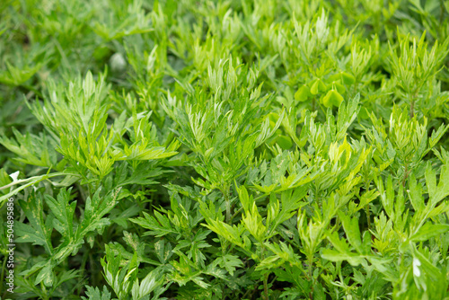 ヨモギ（日本でよもぎ餅に使われる植物）：別名モグサ　学名：Artemisia princeps　生薬名はガイヨウ
 photo